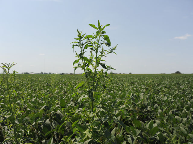 A waterhemp escape looms above a soybean field. Late-season weed control is essential to keeping your weed seedbank under control. (DTN photo by Pamela Smith)
